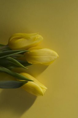 Sarı arka planda üç sarı lale gün ışığında yatıyordu. Yakın çekim, alanın derinliği, metin için yer