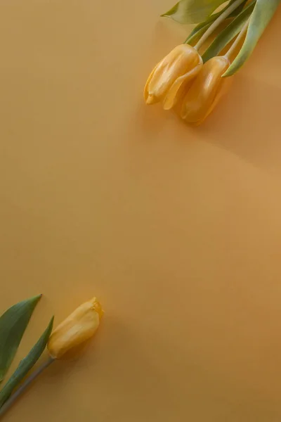 Три Жёлтых Тюльпана Лежат Жёлтом Фоне Солнышке Крупный План Мелкая — стоковое фото