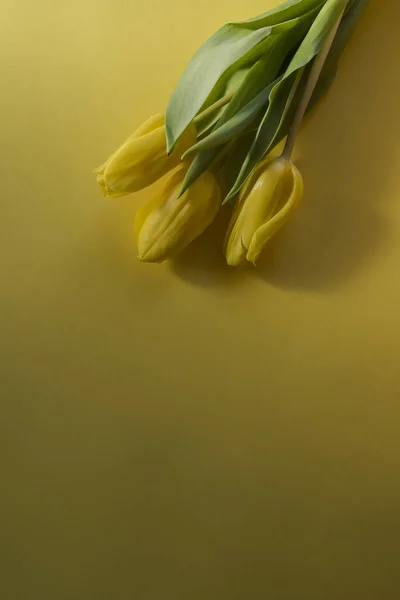 Три Желтых Тюльпана Сверху Вид Желтый Фон Лежащий Солнце Крупный — стоковое фото