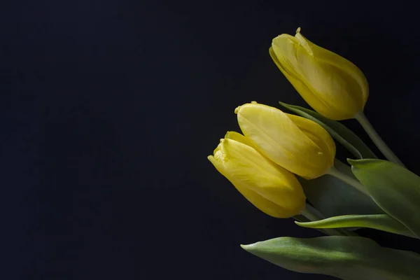 Trois Tulipes Jaunes Posées Plat Sur Fond Noir Gros Plan — Photo