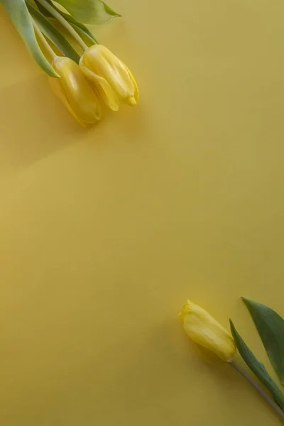 Három Sárga Tulipán Lapos Feküdt Sárga Háttér Feküdt Napsütésben Közelkép — Stock Fotó