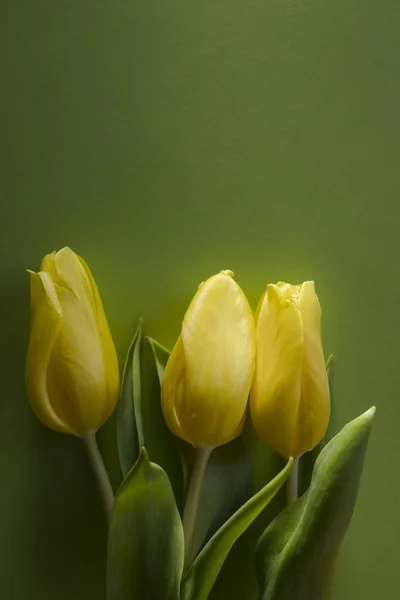 Tři Žluté Tulipány Horní Pohled Zelené Pozadí Ležící Slunci Detailní — Stock fotografie