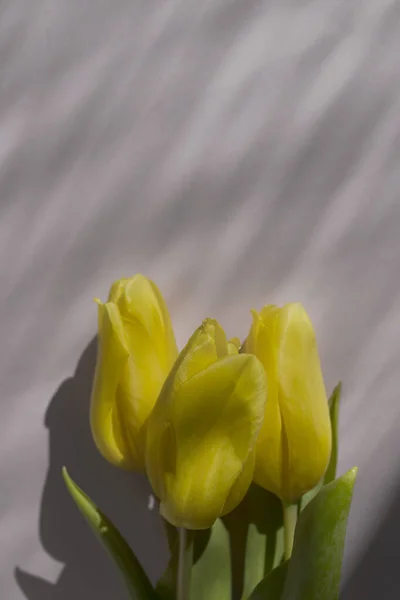 Tre Tulipani Gialli Vista Dall Alto Sfondo Bianco Sdraiato Sole — Foto Stock