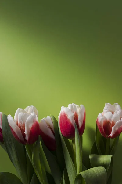 Zeleném Pozadí Ležela Kytice Růžových Bílých Tulipánů Třídit Tulipány Candy — Stock fotografie