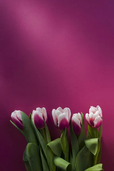 Kytice Růžové Bílé Tulipány Horní Pohled Růžové Pozadí Třídit Tulipány — Stock fotografie