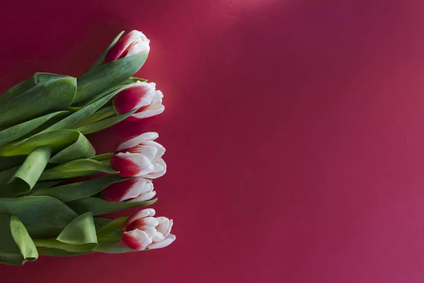 Bouquet Tulipes Roses Blanches Plat Posé Sur Fond Rose Tulipes — Photo