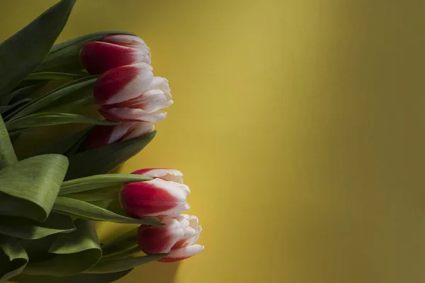 Bouquet Tulipes Roses Blanches Plat Posé Sur Fond Jaune Tulipes — Photo