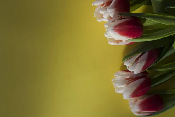 Bukiet Różowych Białych Tulipanów Płasko Leżał Żółtym Tle Tulipan Sortuj — Zdjęcie stockowe