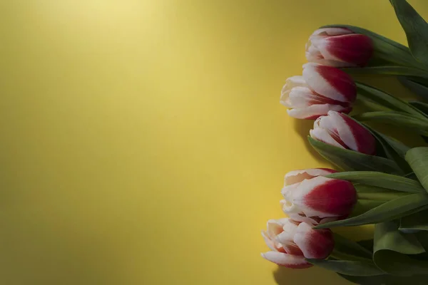 Bouquet Tulipes Roses Blanches Vue Dessus Sur Fond Jaune Tulipes — Photo