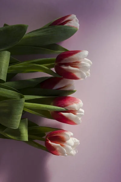Bouquet Tulipes Roses Blanches Vue Dessus Sur Fond Rose Tulipes — Photo