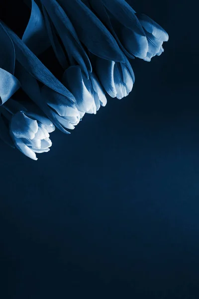 Букет Тюльпанов Плоский Лежал Тонизированном Классическом Синем Цвете 2020 Года — стоковое фото