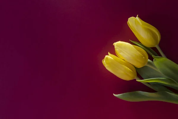 Trois Tulipes Jaunes Plat Reposent Sur Fond Rouge Couché Soleil — Photo