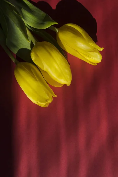 Три Жёлтых Тюльпана Лежат Красном Фоне Солнышке Крупный План Мелкая — стоковое фото
