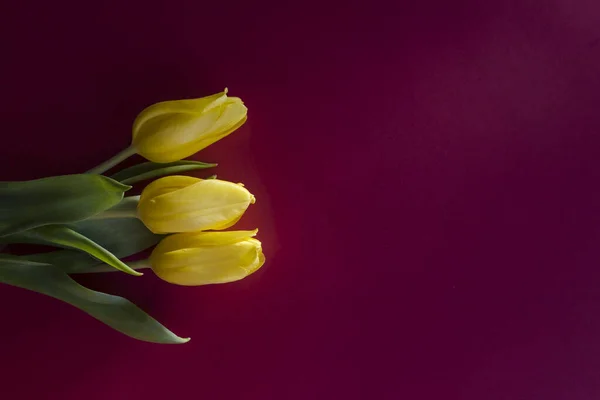 Three yellow tulips flat lay on red background lying in the sunshine. Close-up, shallow depth of field, copy space