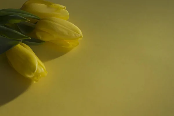 Tres Tulipanes Amarillos Planos Yacían Sobre Fondo Amarillo Sol Primer — Foto de Stock
