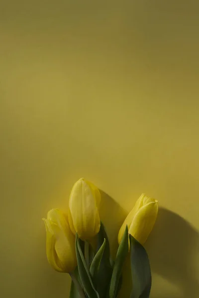 Три Жёлтых Тюльпана Лежат Жёлтом Фоне Солнышке Крупный План Мелкая — стоковое фото