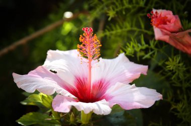 Bahçedeki güzel pembe çiçek