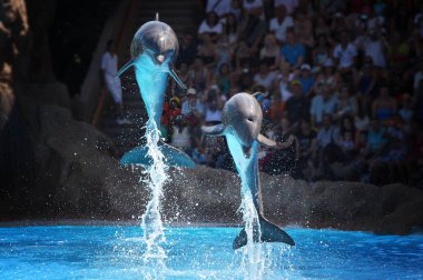 İki yunuslar dolphinpark suda üzerinden atlama