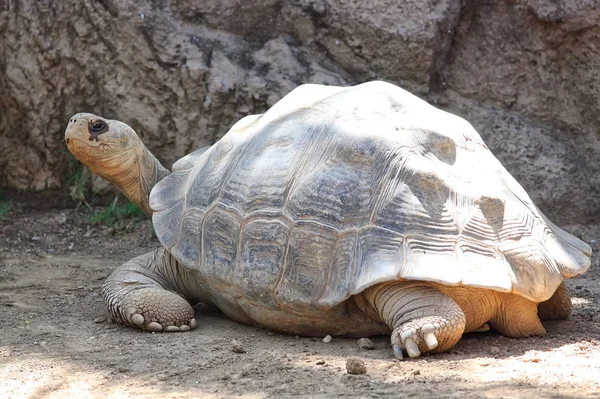 Želva na zem v zoo. Želva — Stock fotografie