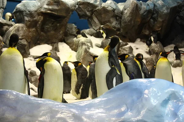 Пингвины идут вместе через гору — стоковое фото