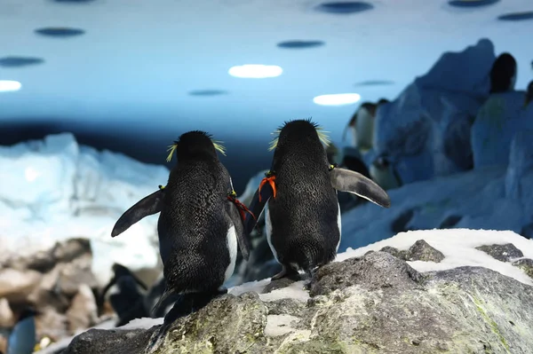 Pinguine laufen gemeinsam über den Berg — Stockfoto