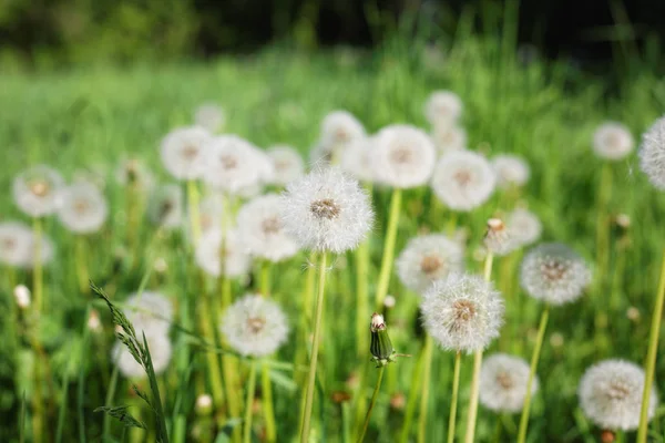 Dandelion on the field — Stock Photo, Image