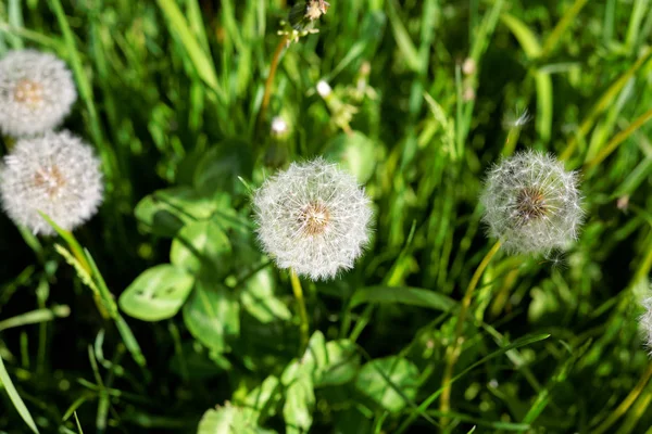 Löwenzahn auf dem Feld — Stockfoto