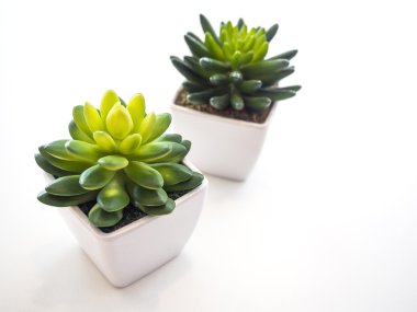 Küçük bitki pot ev bahçe dekorasyon izole