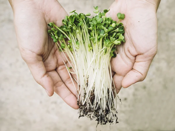 Granjero Sosteniendo la mano Vegetal Productos agrícolas ecológicos — Foto de Stock