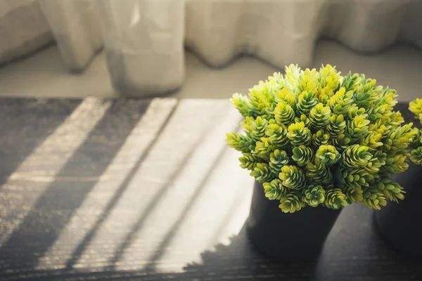 Accueil intérieur avec vert plante matin lumière Ombre fenêtre curta — Photo