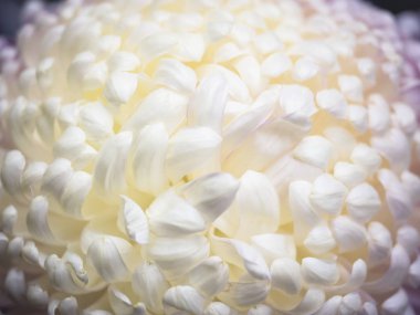 Beyaz çiçek çiçek çiçek doğa arka plan