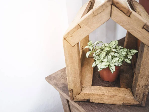 Grön växt Craft Wooden House trädgård dekoration Hipster stil — Stockfoto