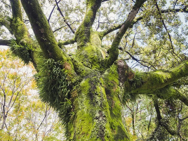 Zelený mech na větev stromu kůra lišejník listy — Stock fotografie