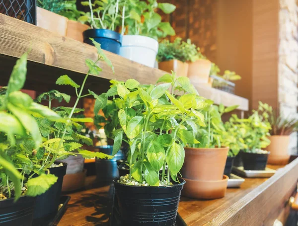 Basilic Sacré Herbe Plante pots sur étagère en bois Jardin à la maison — Photo