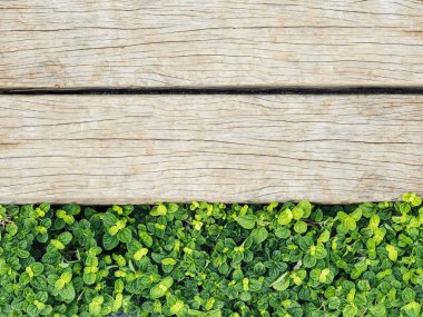 Yeşil bitki doku doğa arka plan ile ahşap tahta