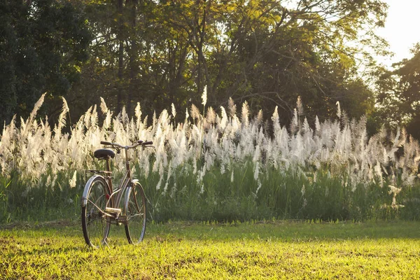 Велосипед с луговым полем — стоковое фото