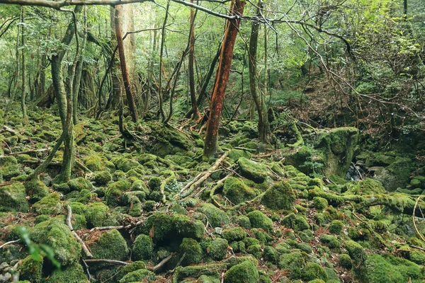 Zelený mech přírodní lesní strom národní Park — Stock fotografie