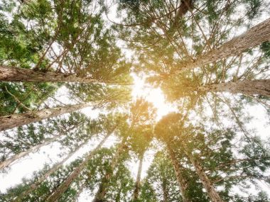 Ağaç orman ağaç gövdesi yeşil doğal çevre Parkı 