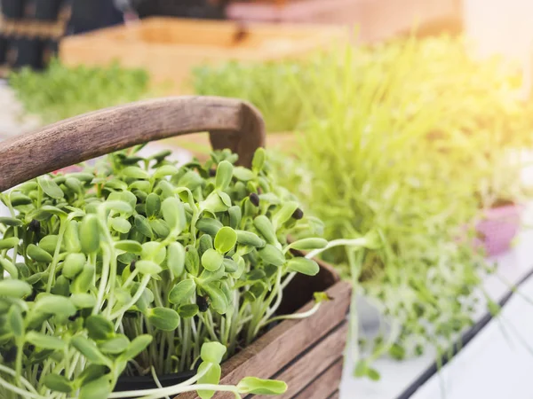 Organická zelená zelenina v košíku zdravé stravování životní styl — Stock fotografie