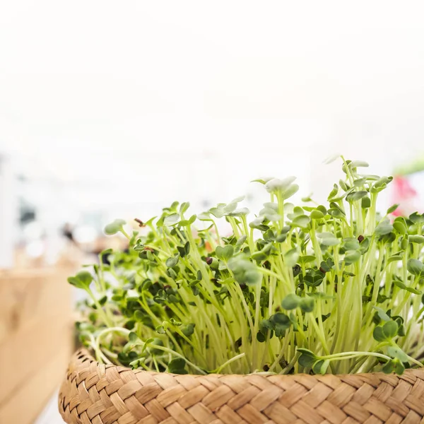 Organik yeşil sebze sepeti sağlıklı yaşam tarzı beslenme