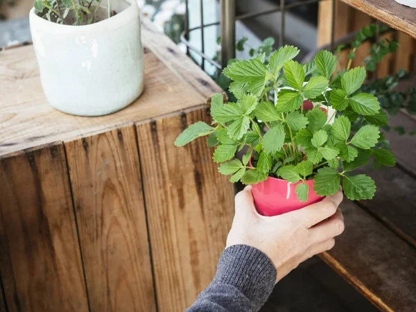 Hand holding Green Basil plant in red pot on wooden shelf Home gardening