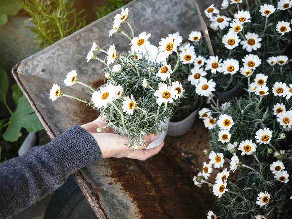 Petites fleurs blanches plantes en pot avec main tenant jardinage à la maison — Photo