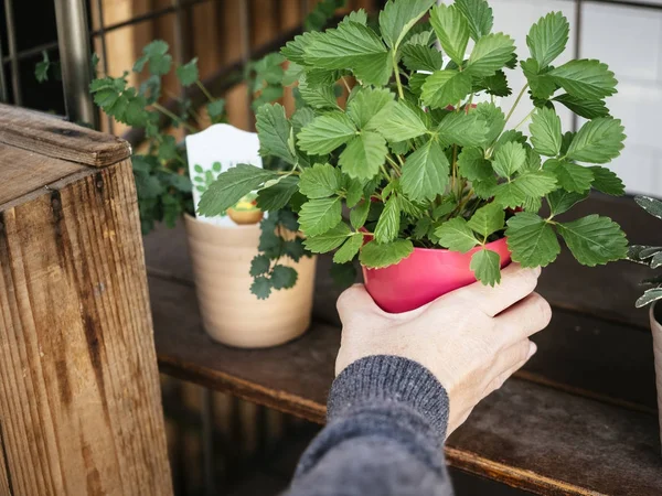 Planta verde en maceta roja Jardinería casera con mano — Foto de Stock