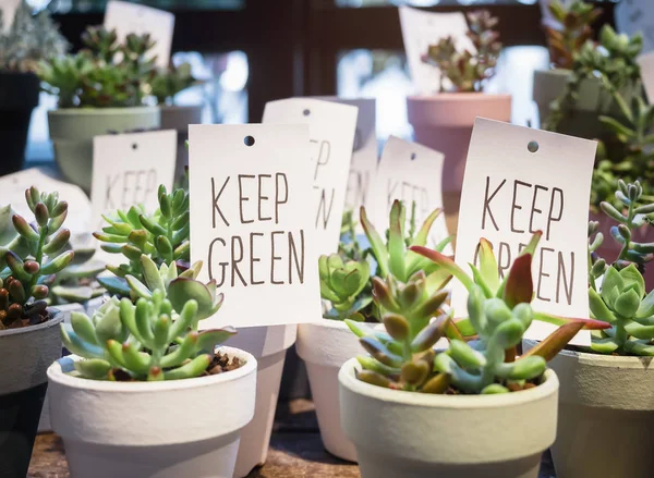 Plantas pequeñas Suculentas macetas hogar Jardín Mantener signo verde — Foto de Stock