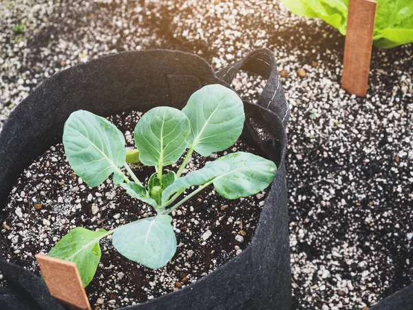 Plante Pot Cultiver Accueil Jardinage Légume Biologique — Photo