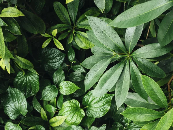 Feuillage de feuilles vertes Nature tropicale Contexte — Photo