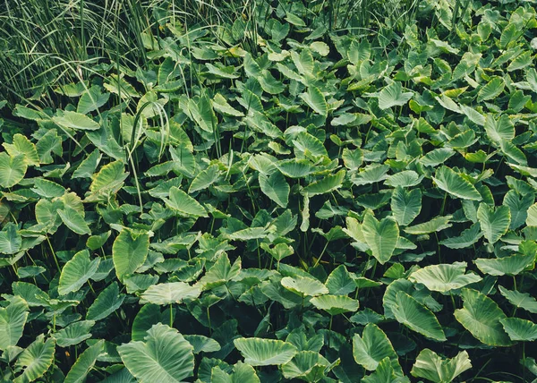 Green leaf Foliage Tropical Plant Nature Background — Stock Photo, Image