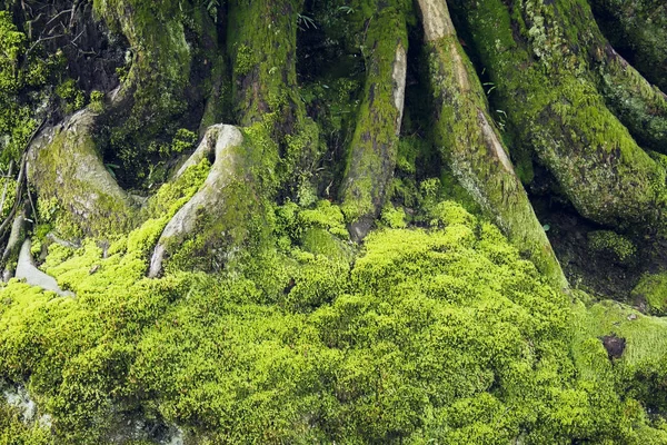 Zelené rostliny mech Fern lišejník textura Příroda Pozadí — Stock fotografie