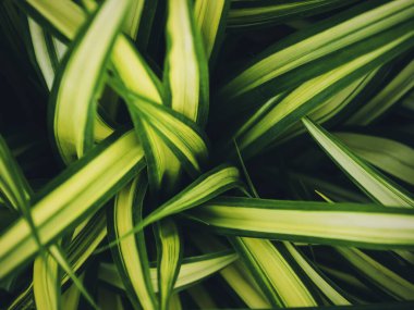 Yeşil Yaprak Ormanı Tropikal Doğa Özeti