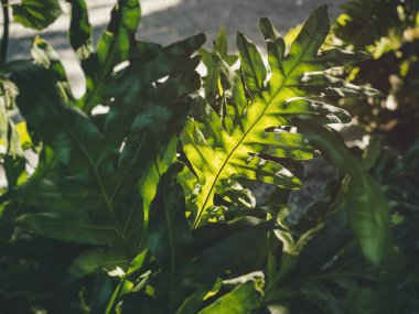 Eğreltiotu Yaprak Ormanı Açık Hava Güneş Işığı Tropikal Doğa Arkaplanı